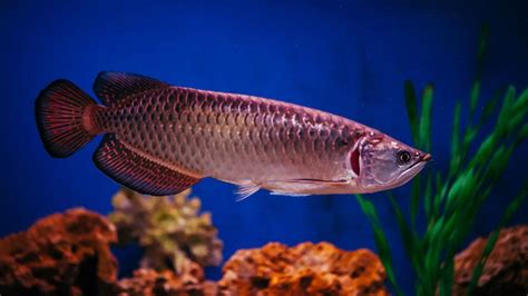 arowana fish|Arowana Care Sheet .